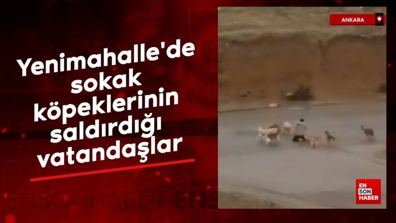 ankara yenimahallede sokak kopeklerinin saldirdigi vatandaslar 9cw8pL25