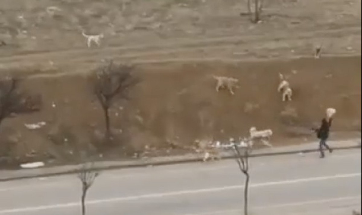 ankarada basibos sokak kopekleri yenimahallede teror estiriyor 0 qhPqZmGG