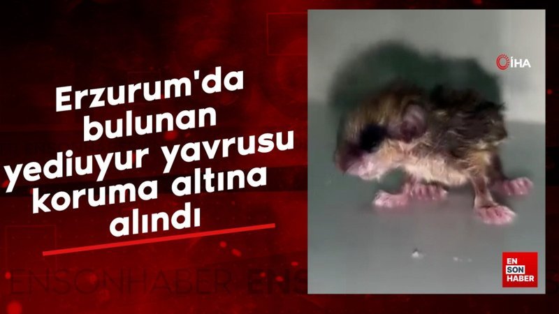 erzurumda bulunan yediuyur yavrusu koruma altina alindi 8mSyJj7a