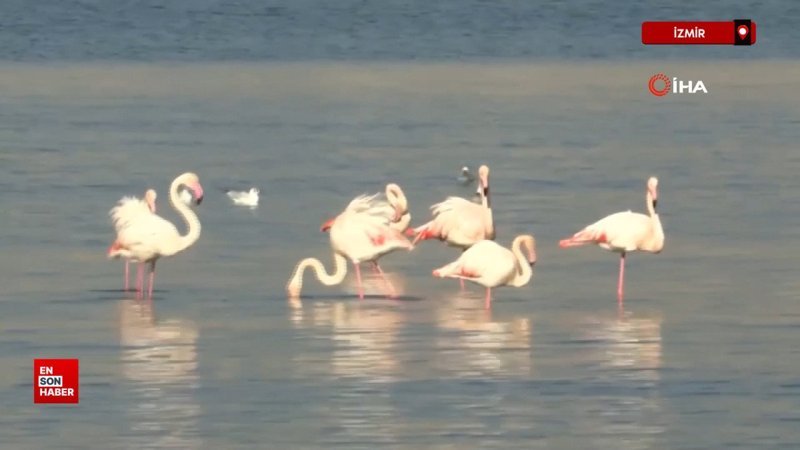 izmir korfezinde temizlik sonrasi doga canlandi flamingolar ve pelikanlar geri dondu OU1mjkAp