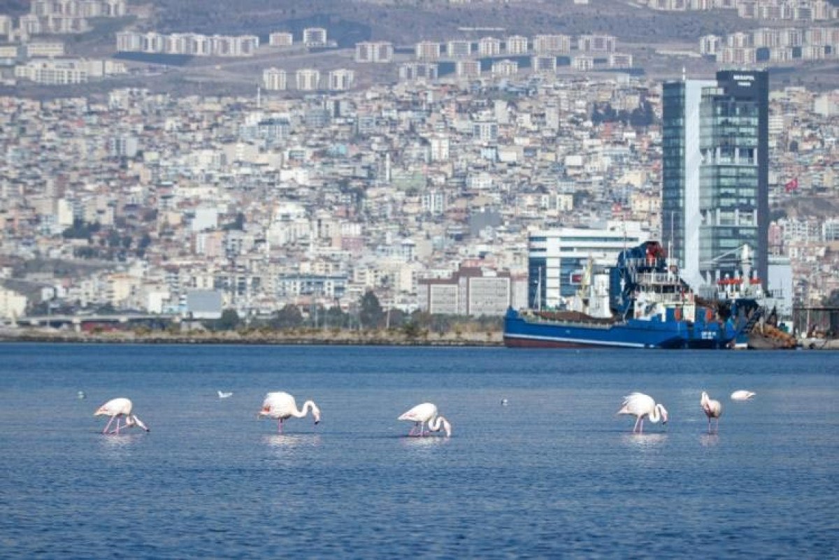 izmir korfezinin temizlenmesiyle flamingolar ve pelikanlar geri dondu 1