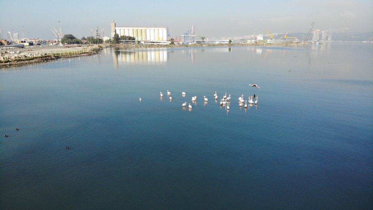 izmir korfezinin temizlenmesiyle flamingolar ve pelikanlar geri dondu 2 TlM2CFkk