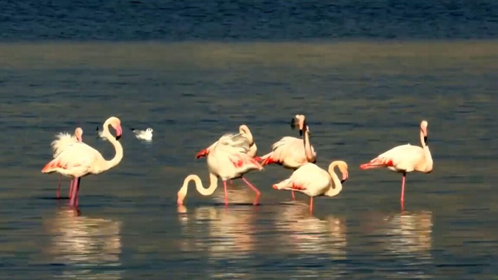 izmir korfezinin temizlenmesiyle flamingolar ve pelikanlar geri dondu RYgzjXbF