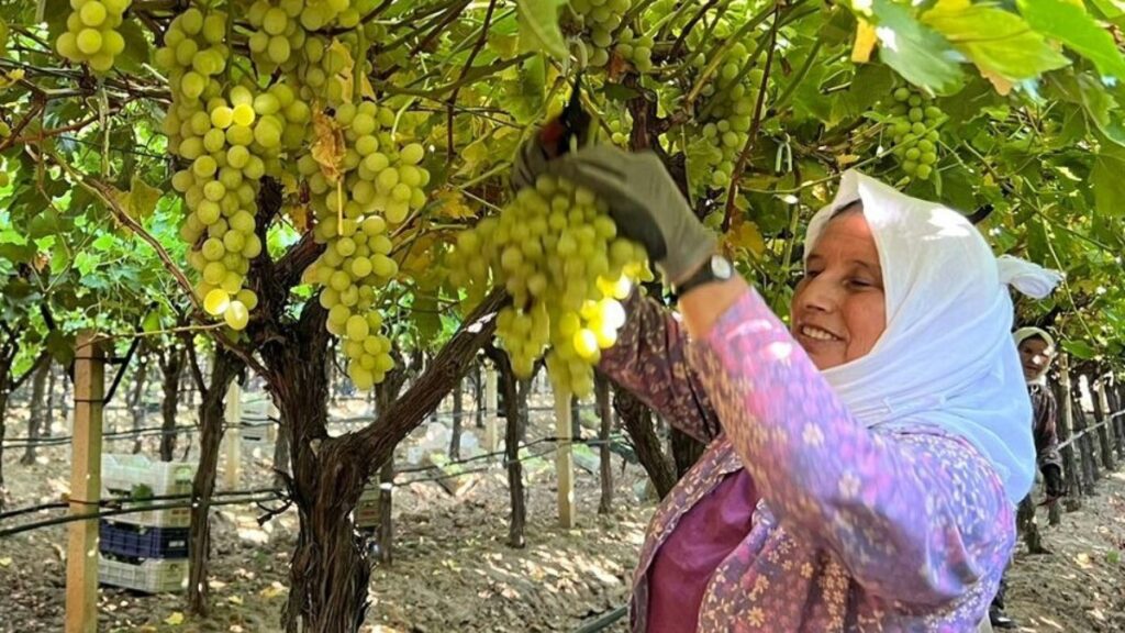 manisa sarigolde kadin isci yevmiyeleri 100 tl zamlandi qiLRF8Zs