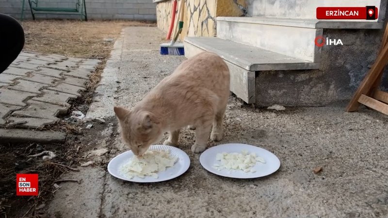 orijinal erzincan tulum peynirine kediden tam not SKeCpajM