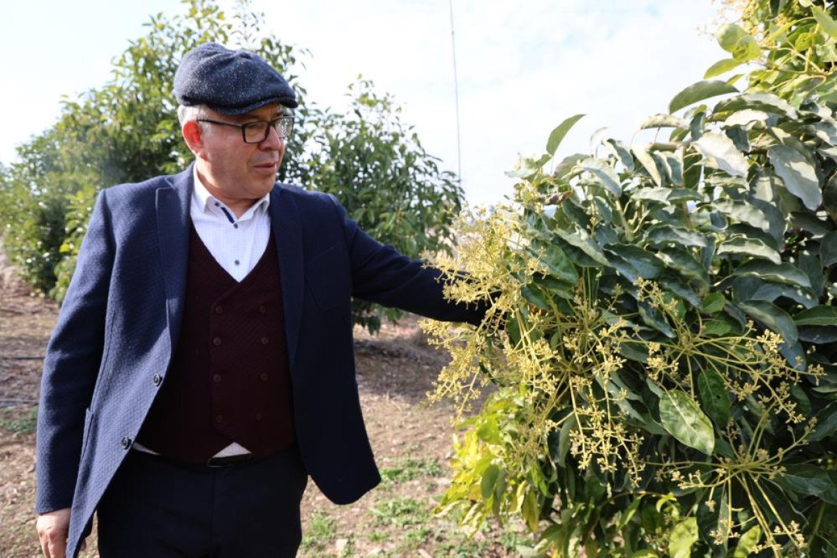 adanada hukuk profesoru baba ile doktor oglu ata topraklarinda 30 ton avokado uretiyor 0 gI7ClQrA