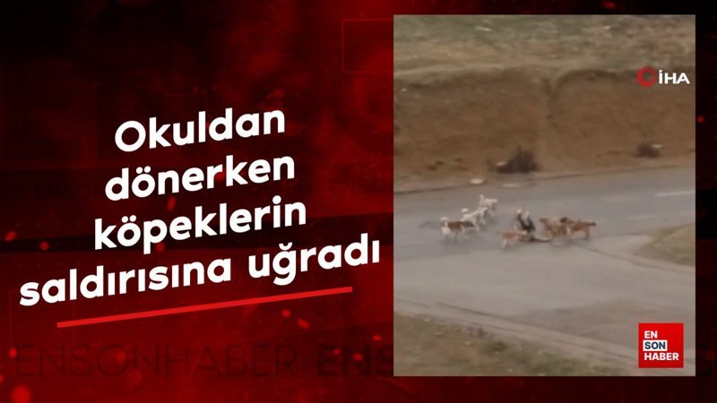 ankarada okuldan donerken basibos kopeklerin saldirisina ugradi 7zXYirfI