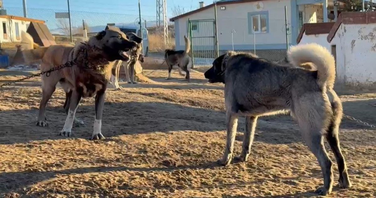 arap ulkelerinden kangal kopegine buyuk ilgi 1 2gXp9JzZ