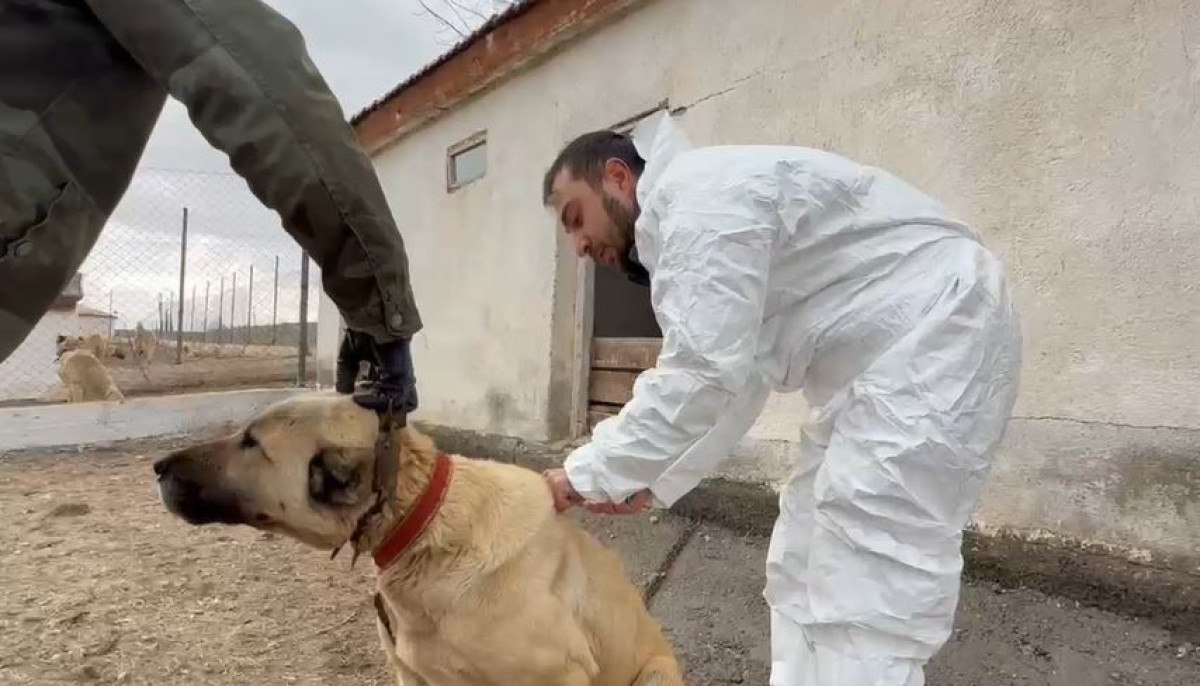 arap ulkelerinden kangal kopegine buyuk ilgi 2 GaAWTLtJ