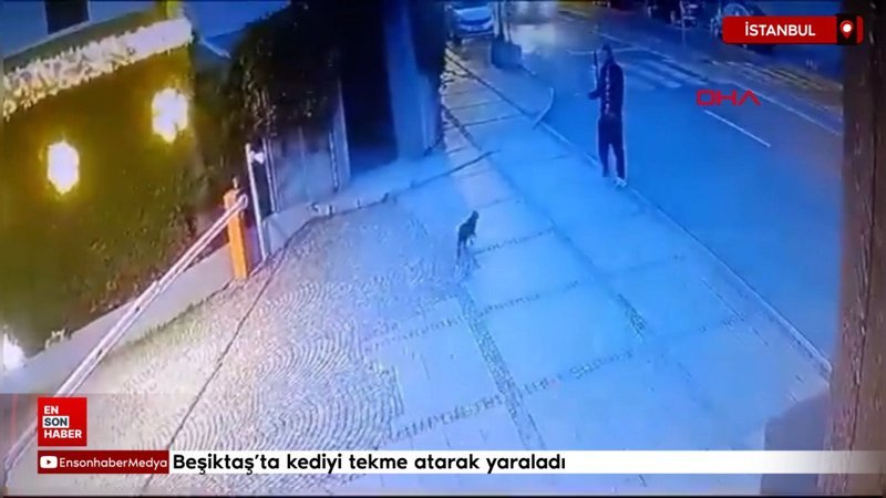 besiktasta kediyi tekme atarak yaraladi na1UA1gy