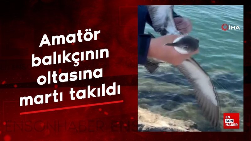 hatayda amator balikcinin oltasina marti takildi