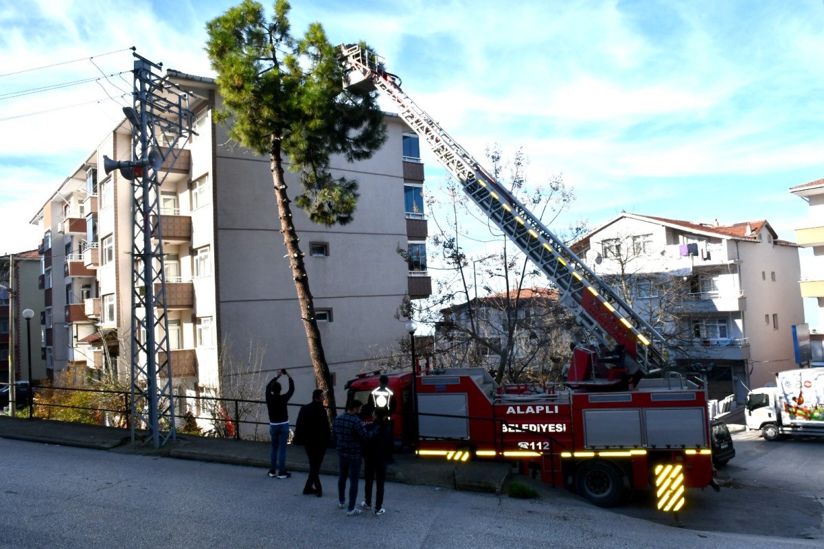 zonguldakta korkmus kedi kendisini kurtaran itfaiyeciyi birakmadi 0 mFBeJpUa