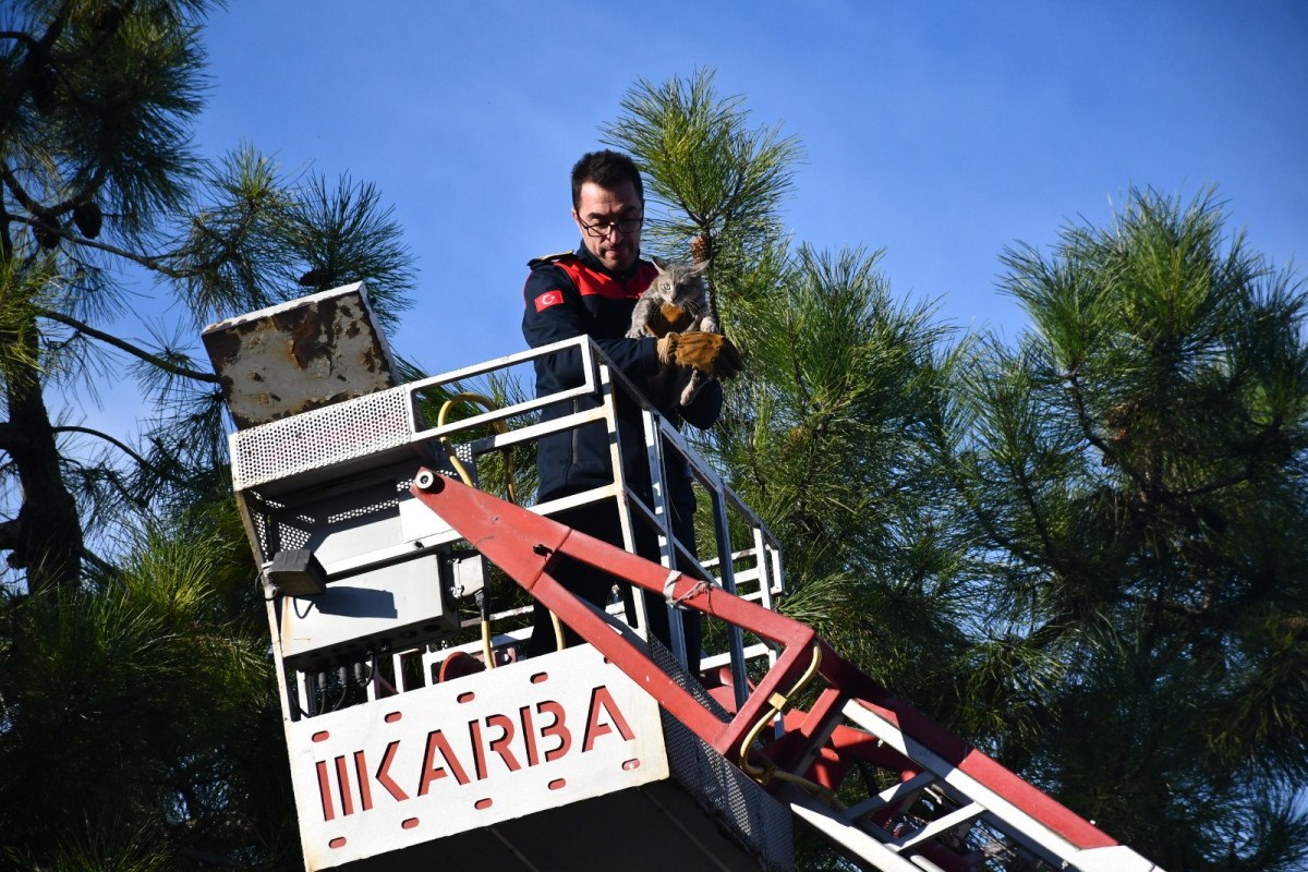 zonguldakta korkmus kedi kendisini kurtaran itfaiyeciyi birakmadi 4