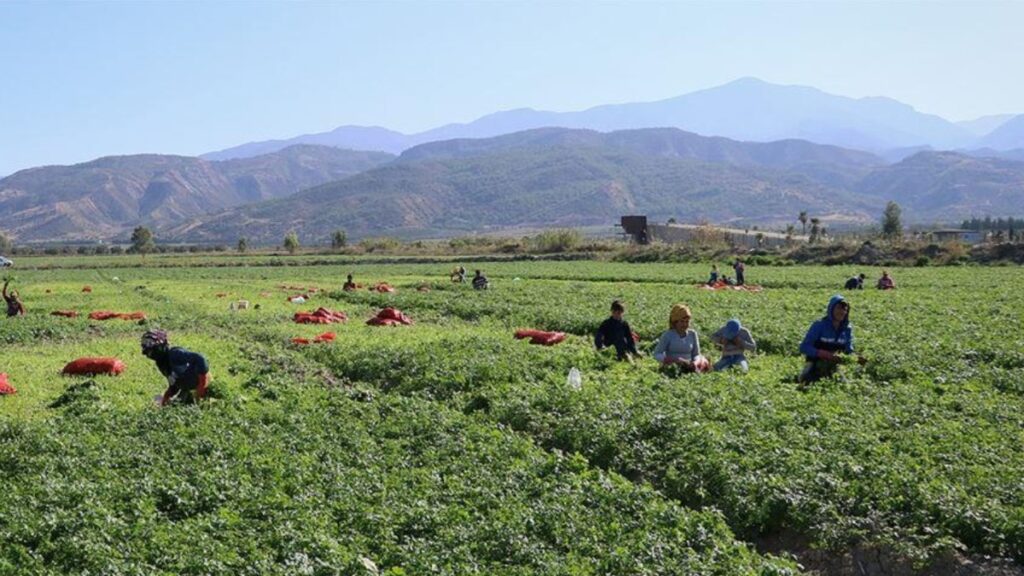 81 ildeki mevsimlik tarim iscileri icin 25 milyon lira kaynak 5kchks9D
