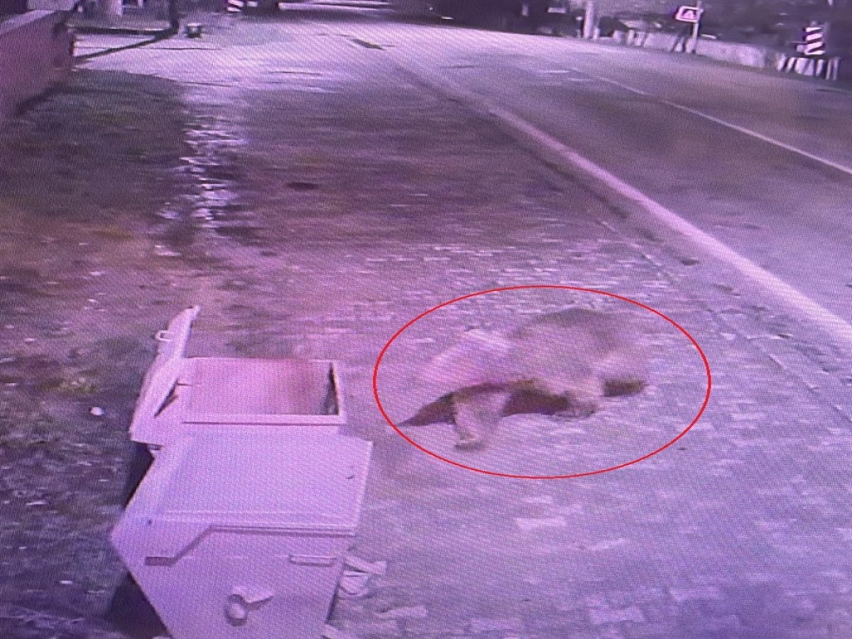 bursada kacan bozayi 30 kisilik ekip tarafindan araniyor 1 1h1hRCCs