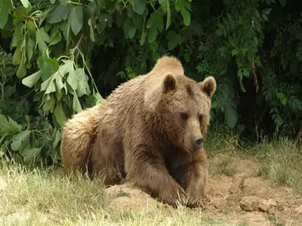 bursada kacan bozayi 30 kisilik ekip tarafindan araniyor 4 IX7cvpiO