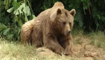 bursada kacan bozayi 30 kisilik ekip tarafindan araniyor NFnIcCAR