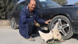 hatayda hem araba hem de tavuk satiyor NziShhvH