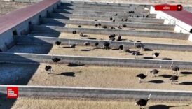agrida koyunde kurdugu ciftlikte deve kusu yetistiriciligi yapiyor DnMDxT1W
