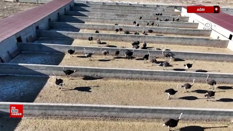 Ağrı'da köyünde kurduğu çiftlikte deve kuşu yetiştiriciliği yapıyor 1 agrida koyunde kurdugu ciftlikte deve kusu yetistiriciligi yapiyor