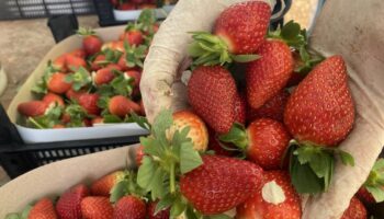 antalyada seradaki cilegin fiyati 400 tlden 90 tlye dustu Nj1S3lKy