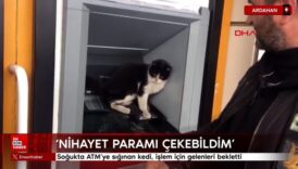 ardahanda sogukta atmye siginan kedi islem icin gelenleri bekletti qwvhRrzQ