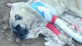 elazigda avcilarin tufekle vurdugu 2 kangaldan biri telef oldu NqPVK8iA