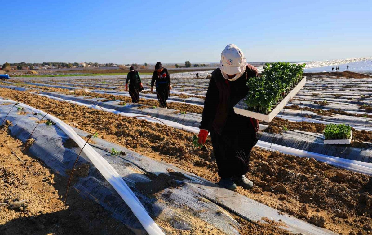 erkenci karpuzlar icin adanada fideler toprakla bulusuyor 2 HzeNnyW4