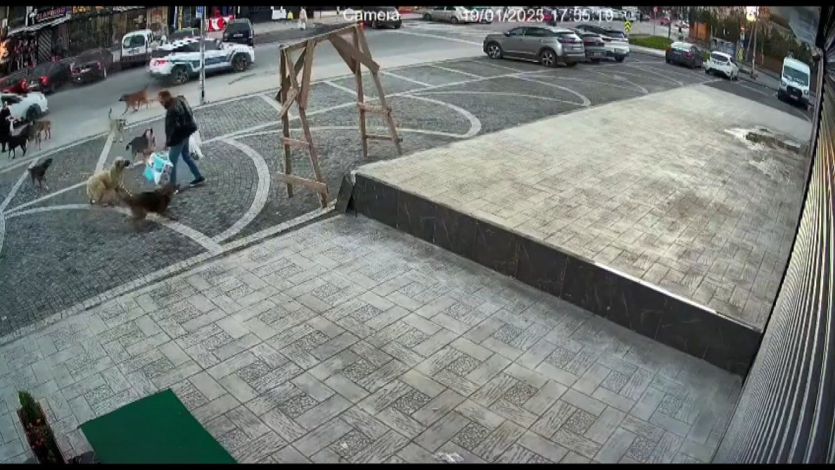 esenyurtta sokakta beslenen kopekler yoldan gecenlere saldirdi 1 nQyIaS1g