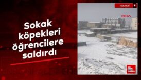 hakkari yuksekovada sokak kopeklerinin ogrencilere saldirisi TXjBSQUG
