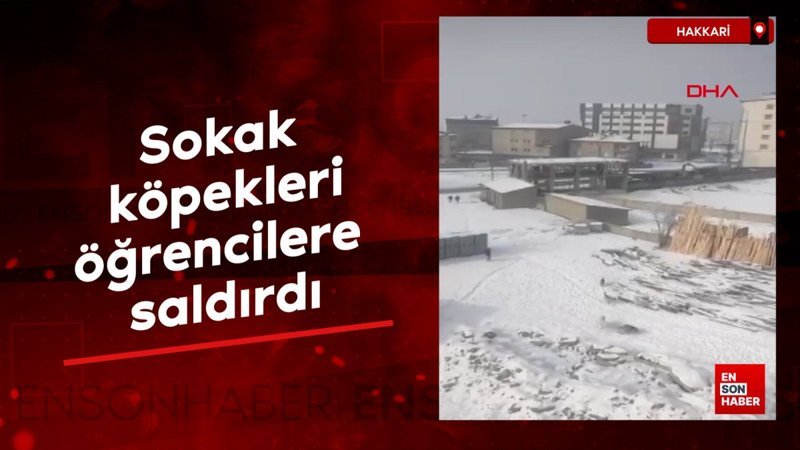 Hakkari Yüksekova'da sokak köpeklerinin öğrencilere saldırısı 1 hakkari yuksekovada sokak kopeklerinin ogrencilere saldirisi TXjBSQUG