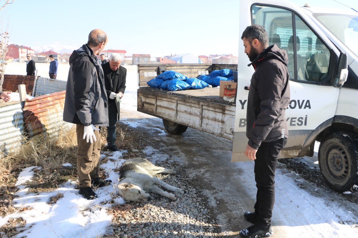 hakkaride eslemin olumu sonrasi bolgedeki sokak kopekleri toplaniyor 5 XHHNOuHr
