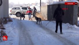 hakkaride eslemin olumu sonrasi bolgedeki sokak kopekleri toplaniyor fY86XwaR