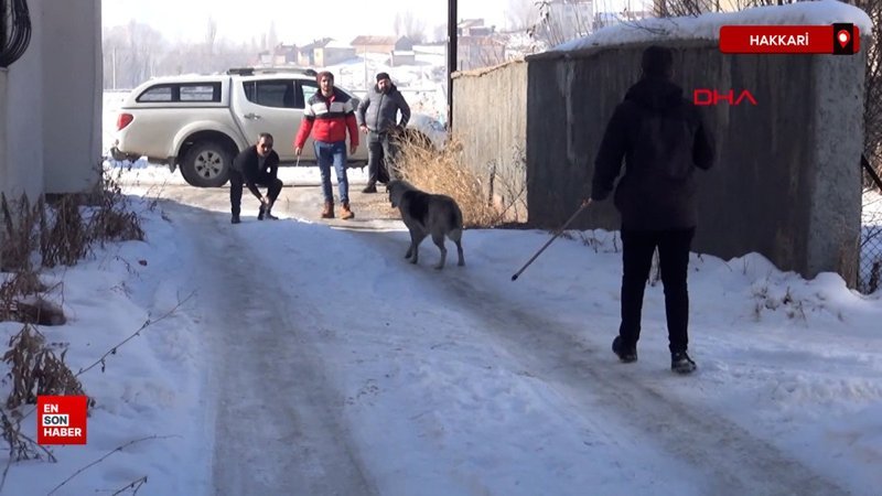 Hakkari'de Eslem'in ölümü sonrası bölgedeki sokak köpekleri toplanıyor 1 hakkaride eslemin olumu sonrasi bolgedeki sokak kopekleri toplaniyor fY86XwaR