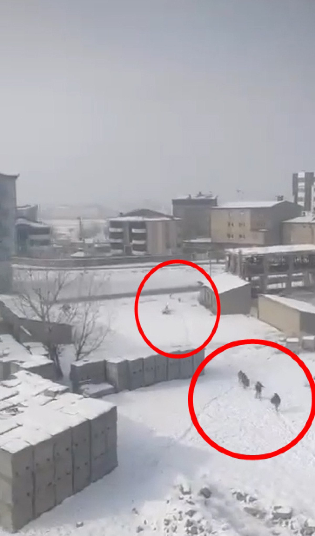 hakkaride sokak kopeklerinin ogrencilere saldirisi kamerada 0 rzknGwZE