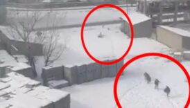 hakkaride sokak kopeklerinin ogrencilere saldirisi kamerada 3Jg6bcLJ