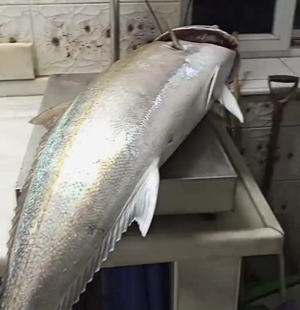 hatayda 2 kisi 2 saatte zor yakaladi tam 50 kilogram agirliginda 1 2gAThnYT