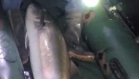 hatayda 2 kisi 2 saatte zor yakaladi tam 50 kilogram agirliginda VurAIurR