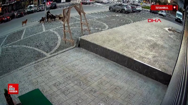 İstanbul'da sokakta beslenen köpekler yolda geçenlere saldırdı 1 istanbulda sokakta beslenen kopekler yolda gecenlere saldirdi kFcslkpT