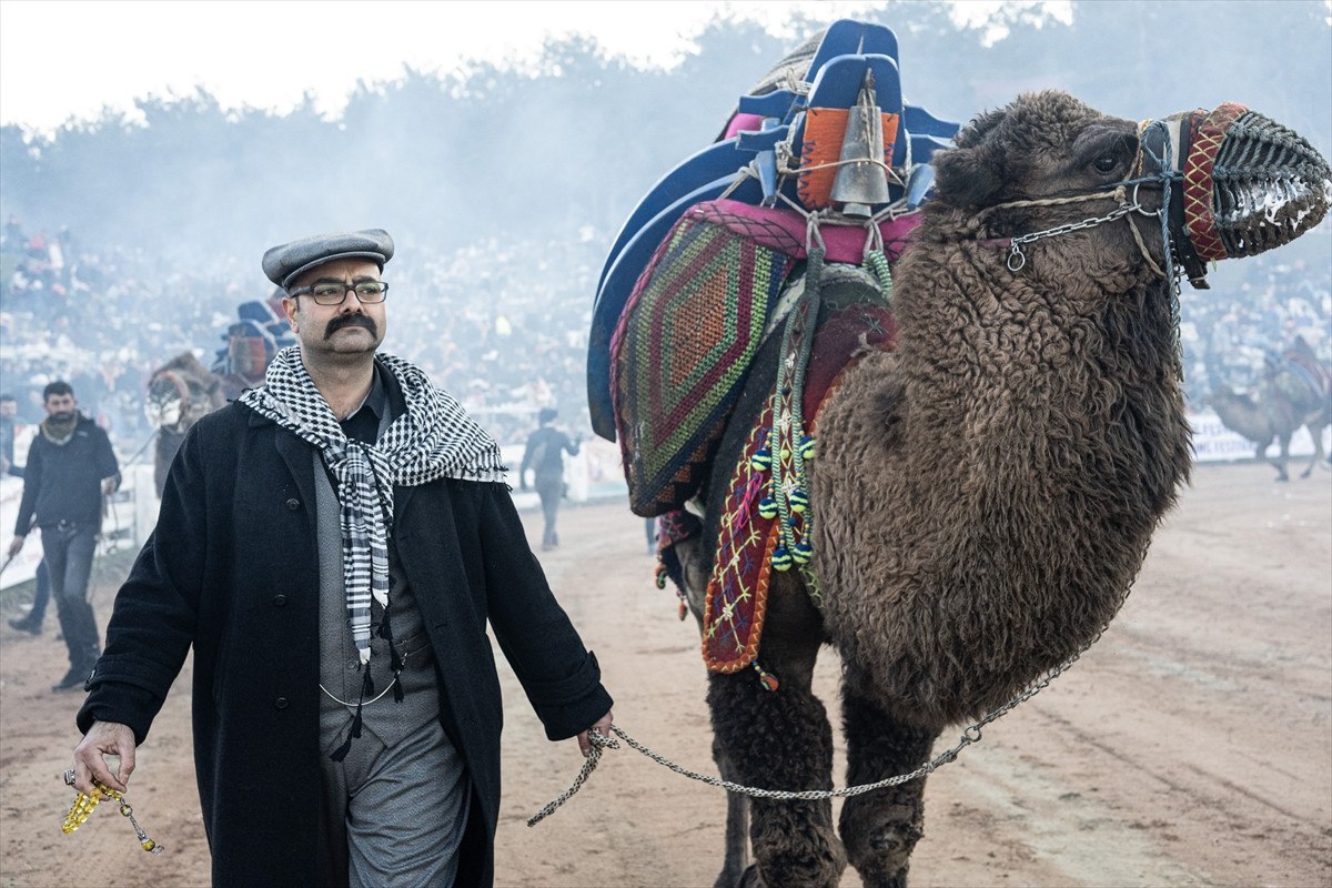 izmirde selcuk efes deve guresi festivali renkli gecti 6 Nu6IPc19