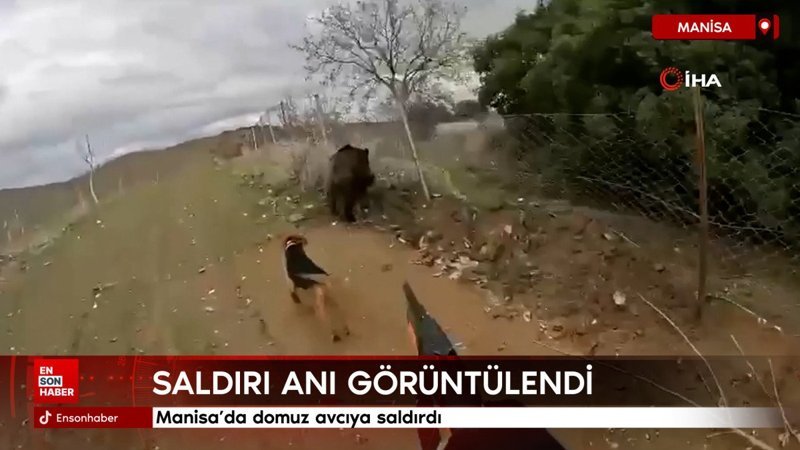 Manisa’da domuz avcıya saldırdı 1 manisada domuz avciya saldirdi uEQhkhwr