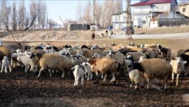 mus 2025te hayvan varligini artirmayi hedefledi vJjLb7RA