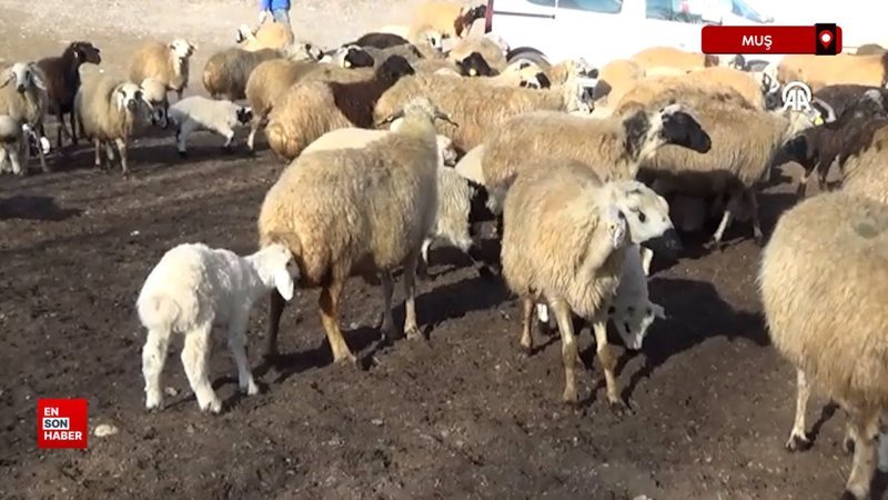 Muş'ta bu yıl hayvan varlığının artması bekleniyor 1 musta bu yil hayvan varliginin artmasi bekleniyor yIbsk3uB