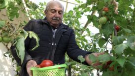 sakaryada evlerin terasinda kurdugu seralarda 4 mevsim organik tarim yapiyor acpKQ91U
