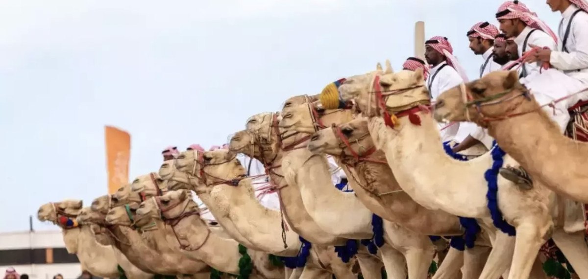 suudi arabistanda deve yarismasinda 40 deveye botoks yapildigi ortaya cikti 0 jhSb8NRw