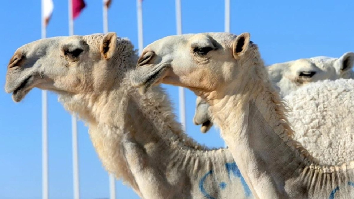 suudi arabistanda deve yarismasinda 40 deveye botoks yapildigi ortaya cikti 1 dwfSrVq1