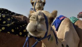 suudi arabistanda deve yarismasinda 40 deveye botoks yapildigi ortaya cikti C7BJzcp4