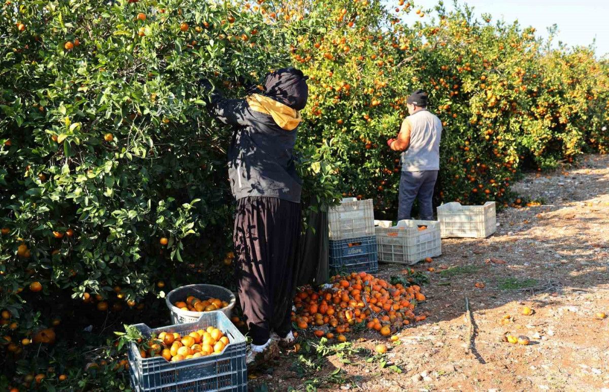 adana cukurovada tarim iscisi yevmiyesi 1000 lira oldu 0 JcQ5uKlF
