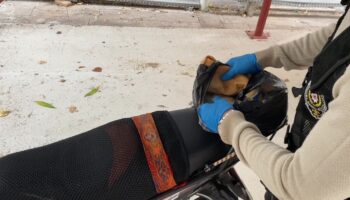 adanada uyusturuculari ekmek arasina saklayan torbacidan ilginc savunma sA6WfKtH