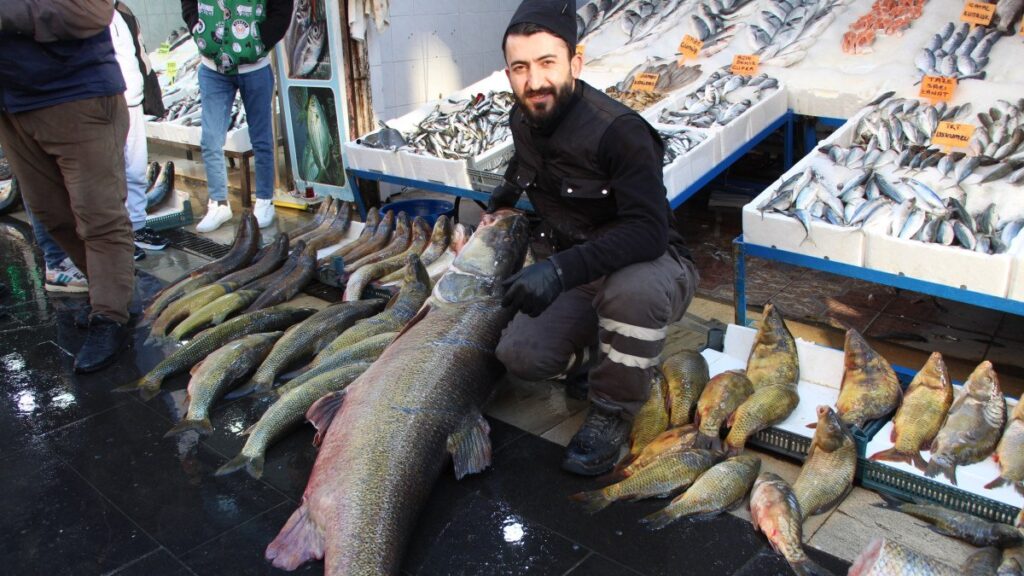 batmanda 1 metre 65 santim uzunlugunda tam 120 kilo kilosunu 350 liradan satiyorlar nawXvlcO